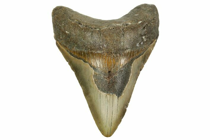 Fossil Megalodon Tooth - North Carolina #363711